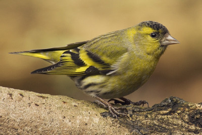 Carduelis_spinus_male.jpg